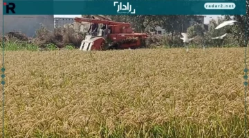 أسعار الأرز الشعير رفيع وعريض الحبة في الأسواق الثلاثاء 21-10-2025